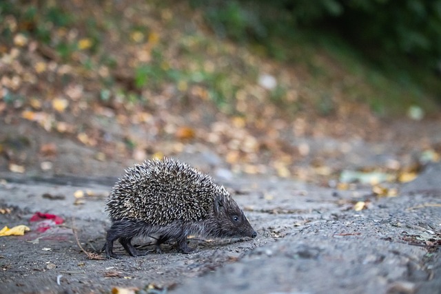 具市场价值 具市场价值