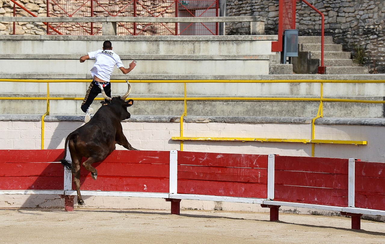 家队 家队